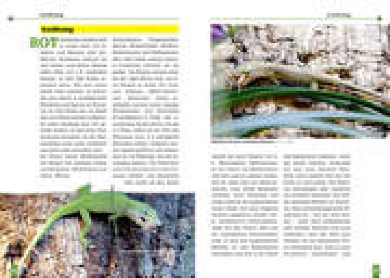 Preview: Der Rotkehlanolis